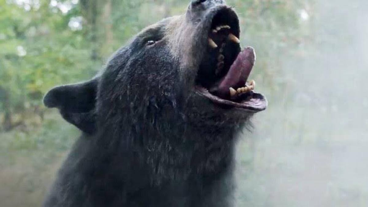 Oso intoxicado: ¿Por qué debes ver la película de la bestia adicta a la cocaína?