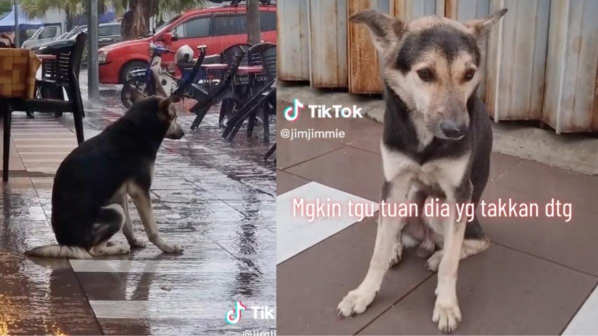 VIDEO. Perrita se reencuentra con su dueña tras esperarla afuera de una tienda; llevaba 8 meses perdida