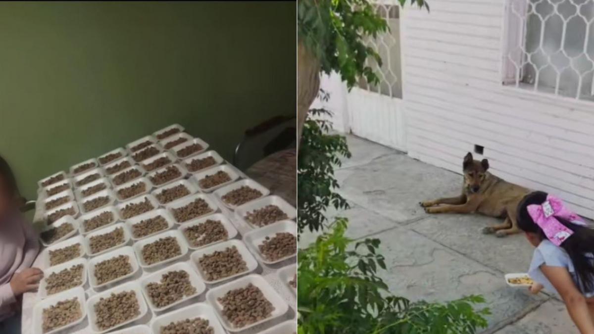 Viral. "El sueño de mi hija se cumplió": Niña reparte croquetas a perros callejeros