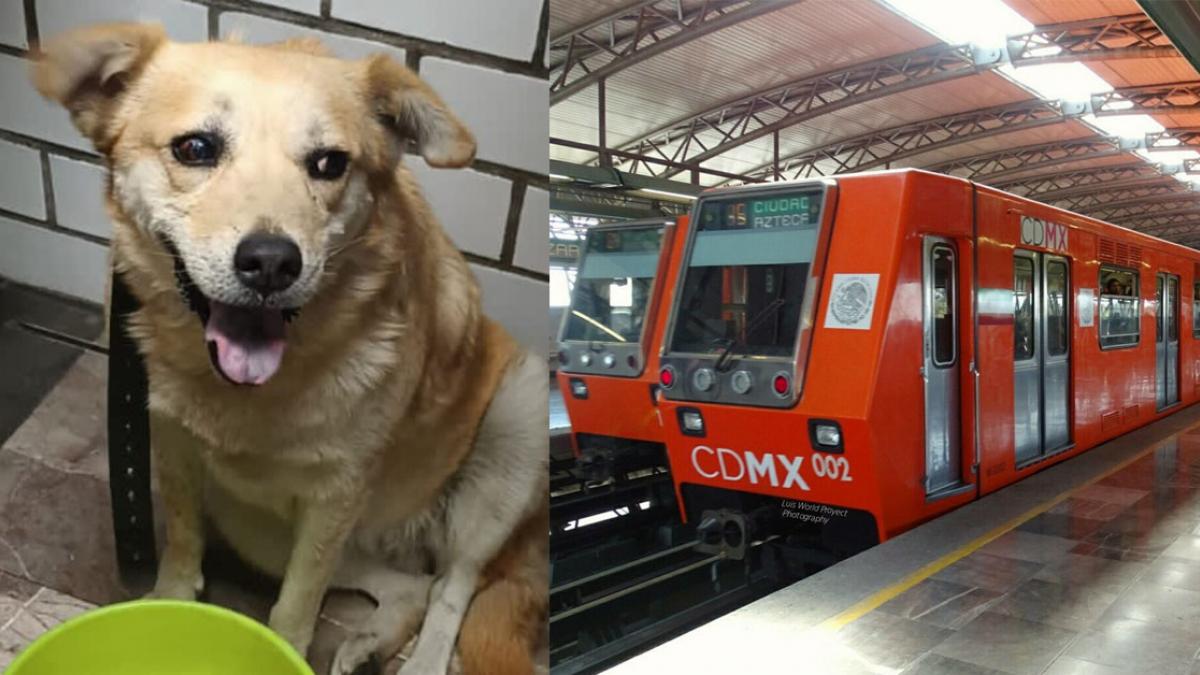 “Miel”, perrita rescatada en el Metro CDMX, ya se encuentra con su familia