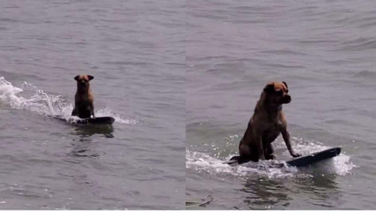 VIDEO | Perrito surfista conquista TikTok por su espíritu aventurero: 'Qué porte'