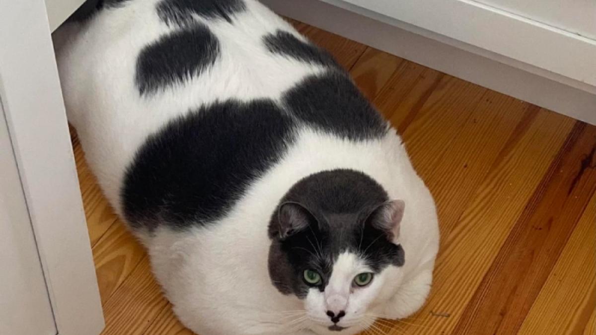 Patches, el gatito más gordo del mundo, ya encontró un hogar