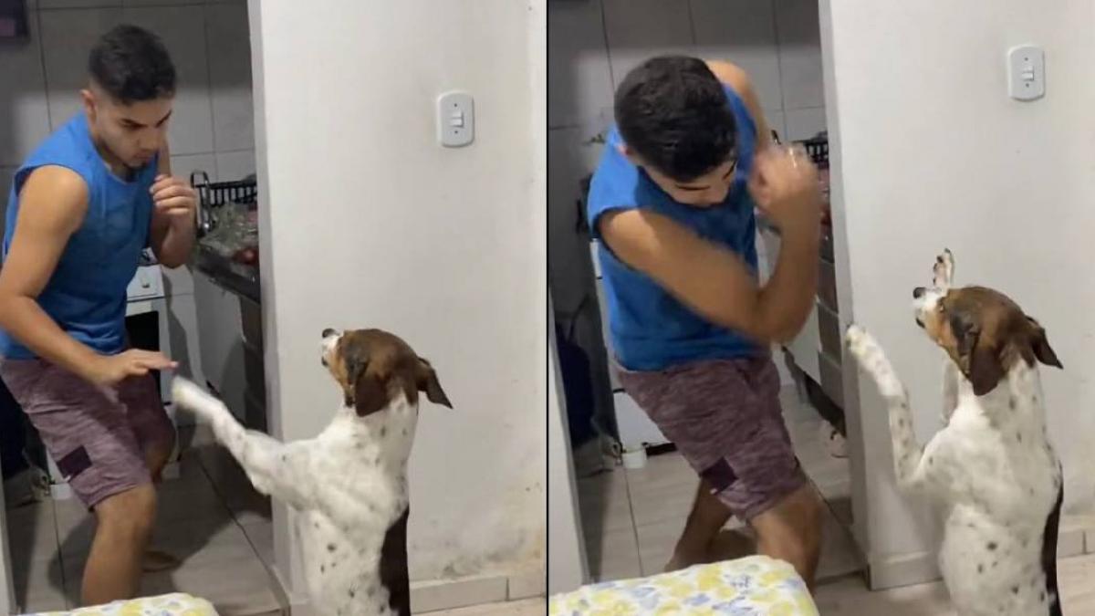 ¡Como el 'Canelo'! Perrito 'pelea' con su dueño y se hace viral en TikTok