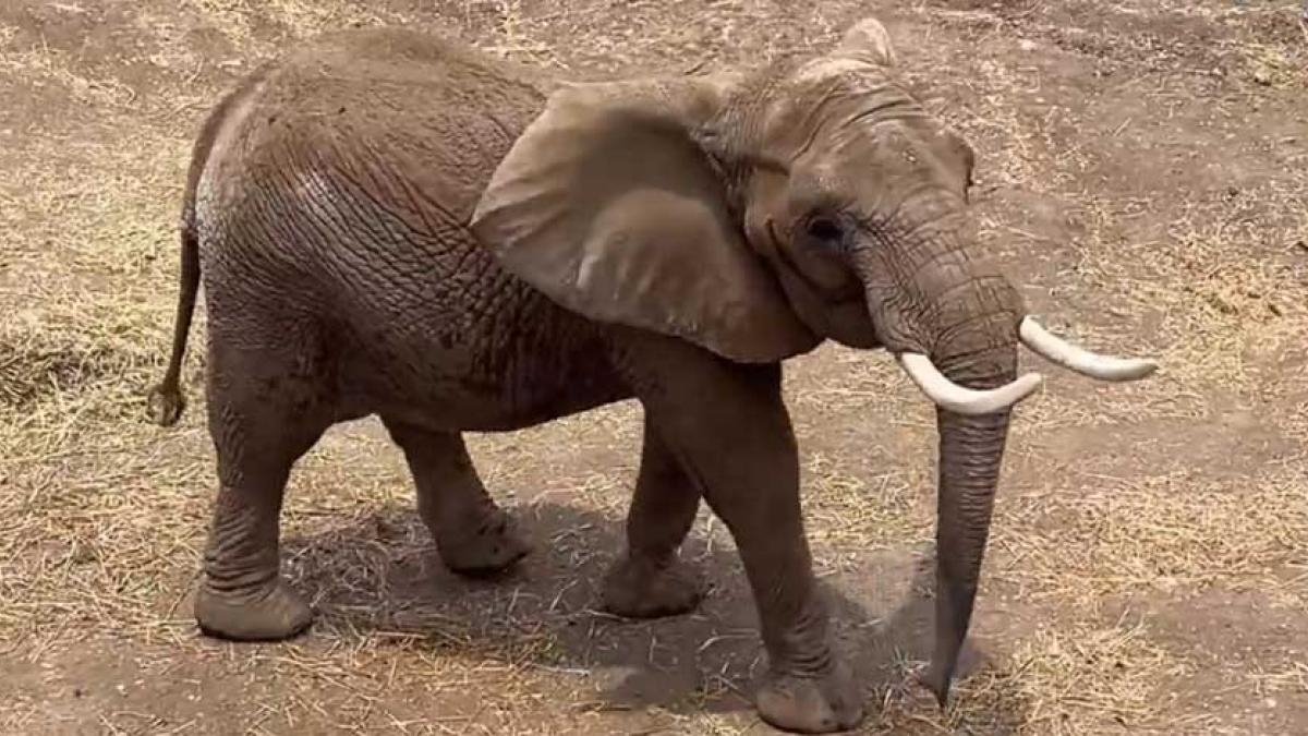 VIDEO. Mira a Gipsy, elefanta africana que acompañará a Ely en el Zoológico de Aragón