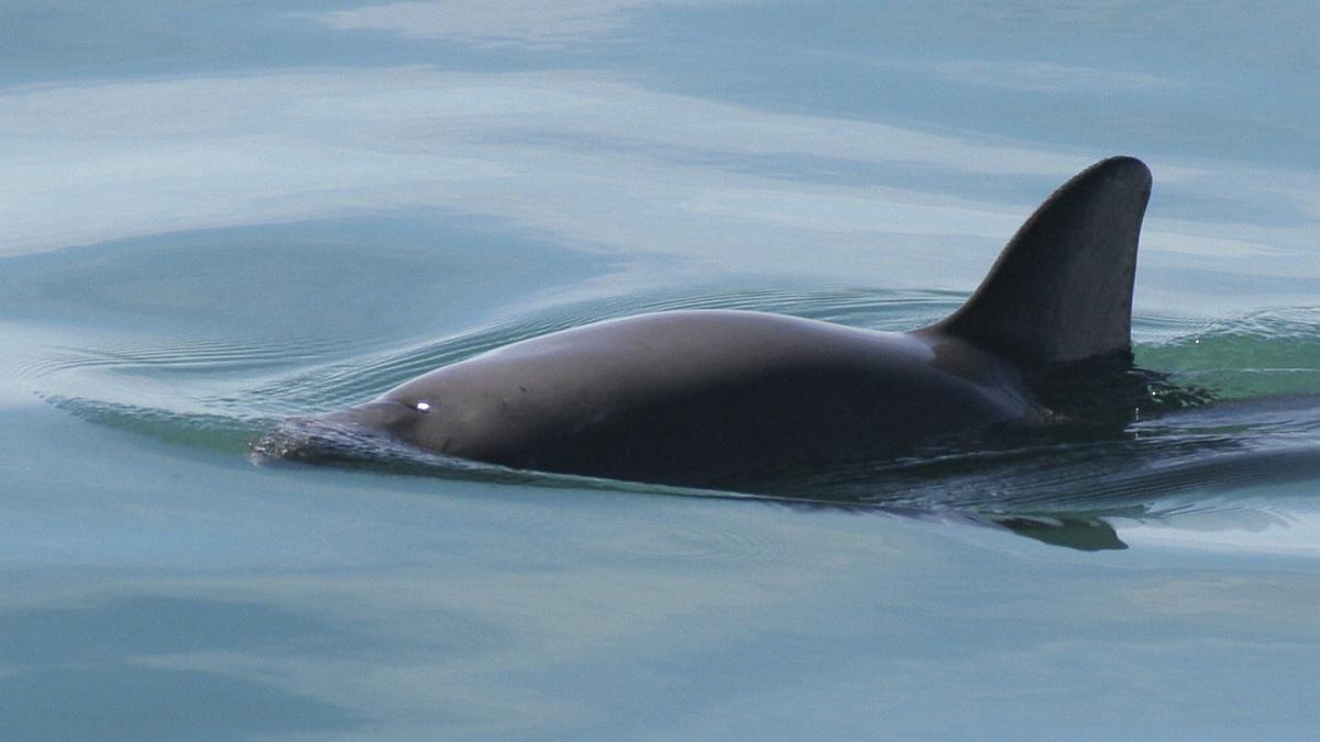 Conapesca debe entregar reportes sobre redes atoradas y rescatadas en zona de la vaquita marina: Inai