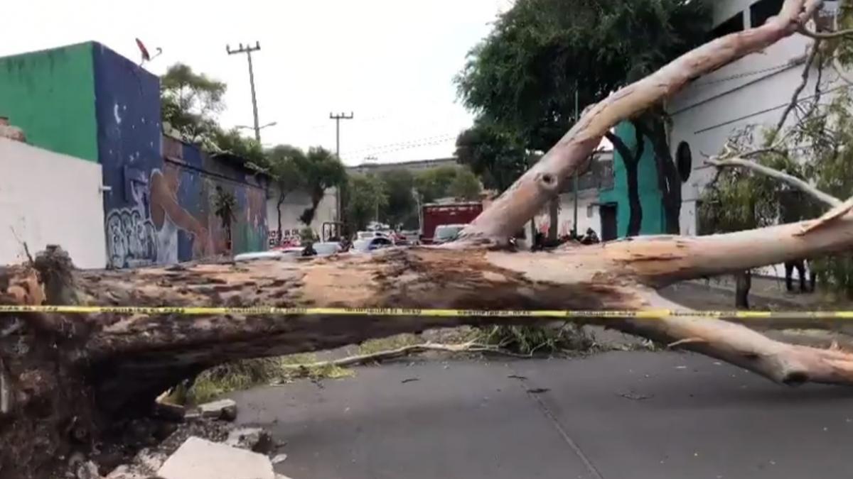 VIDEO. Fuerte viento tira árbol en CDMX; destruye 2 autos y el zaguán de una casa