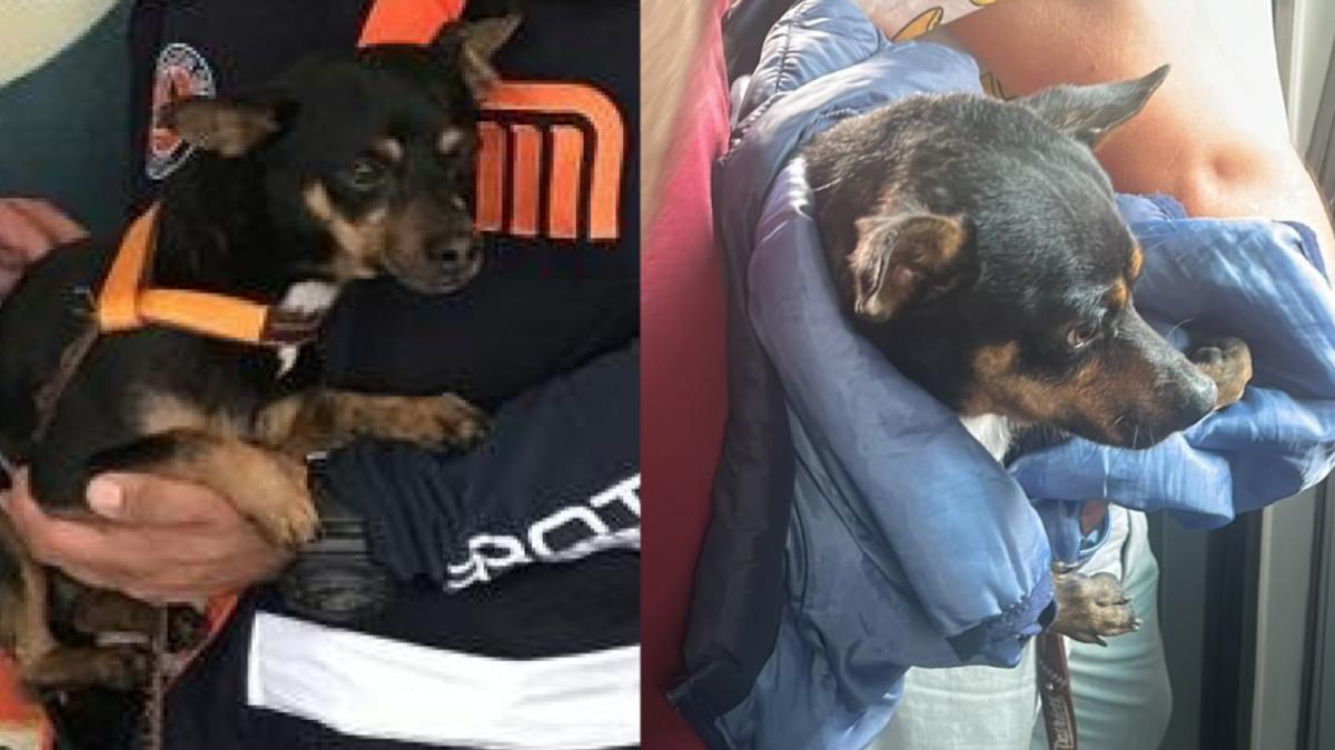 'Mito', el perrito rescatado en el Metro CDMX ya está listo para ser adoptado