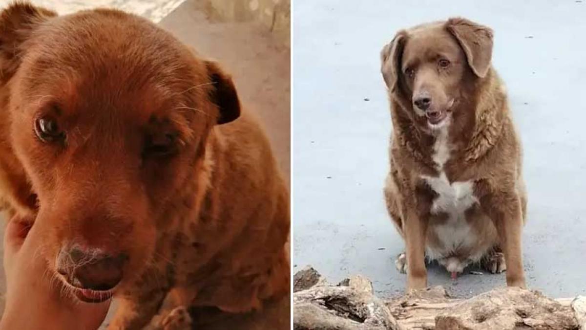 VIDEO. Conoce a Bobi, el 'lomito' más viejo del mundo; tiene 31 años