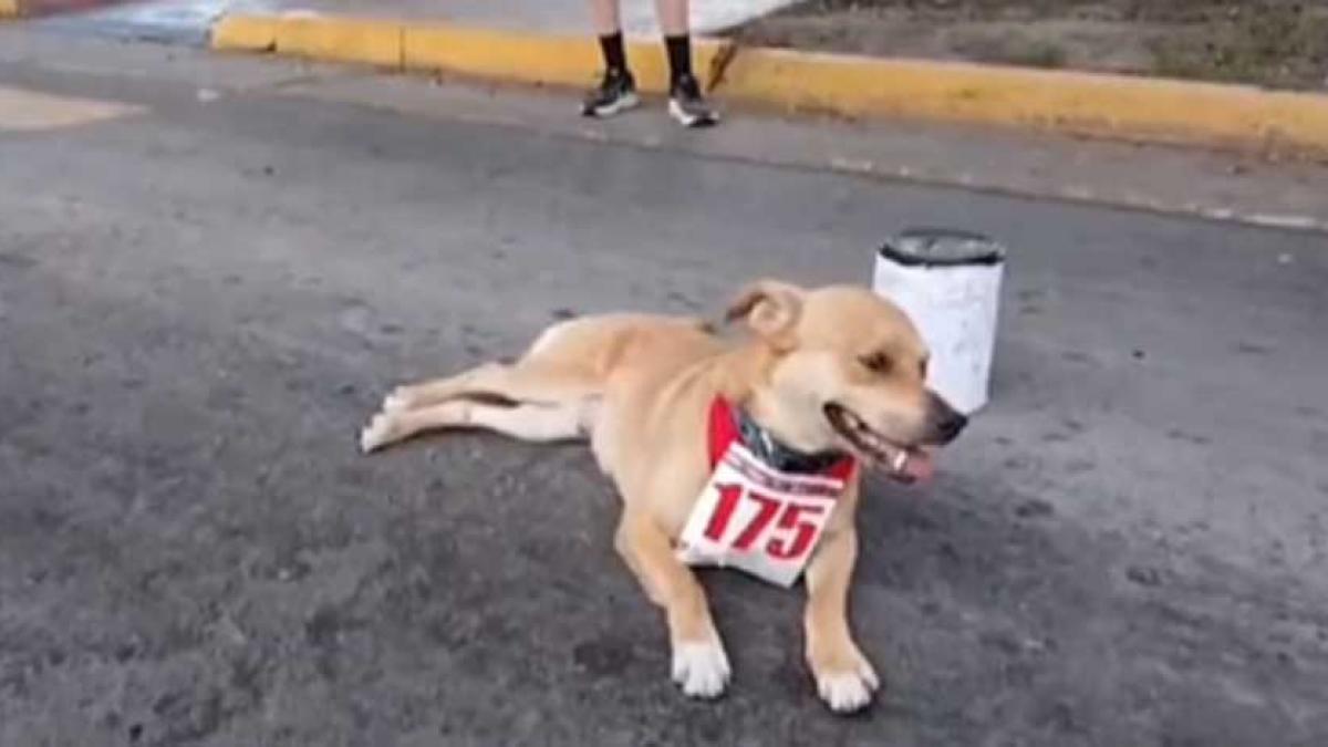 Conoce a 'El Chicles', 'lomito' que participa en competencias de atletismo en Tijuana