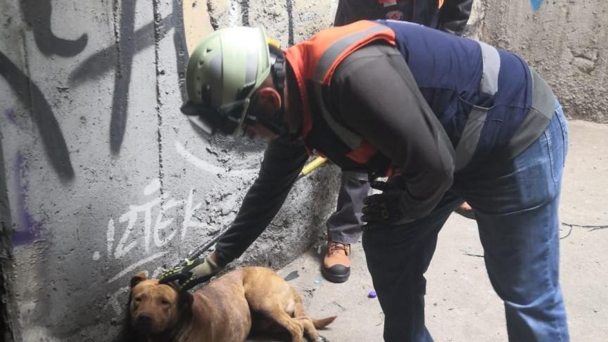 Metro CDMX. Rescatan a perrito de las vías en Línea 8