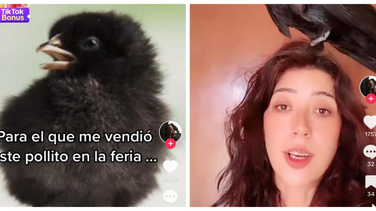 VIDEO. Joven compra un 'pollito' en un mercado y resulta ser un cuervo