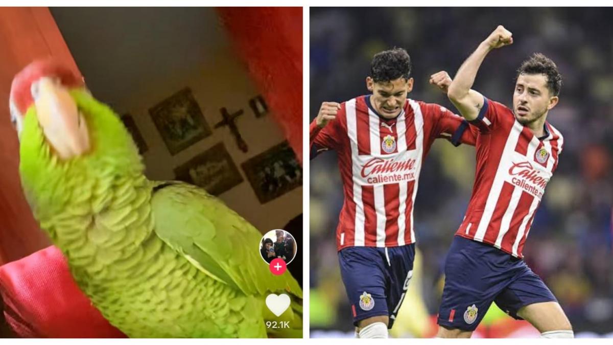 VIDEO. Perico hincha de Chivas se vuelve viral por entonar cántico al Rebaño Sagrado