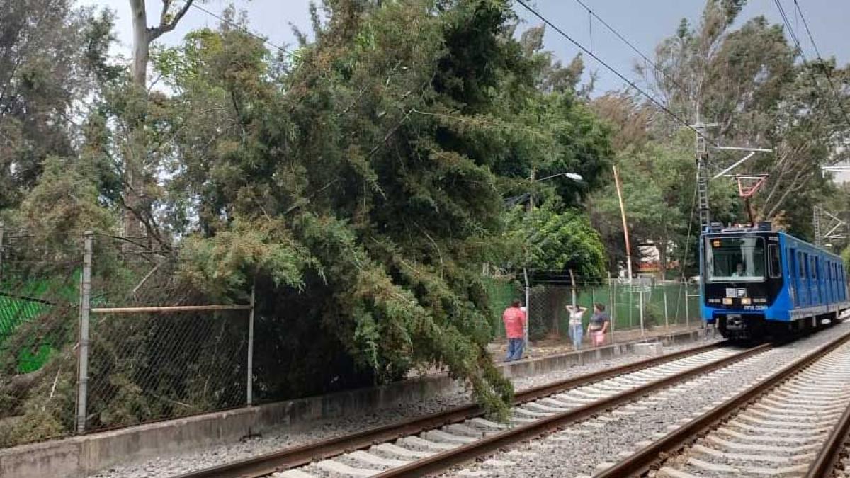 Tren Ligero reanuda servicio tras caída de árbol en intertramo Tepepan-Periférico