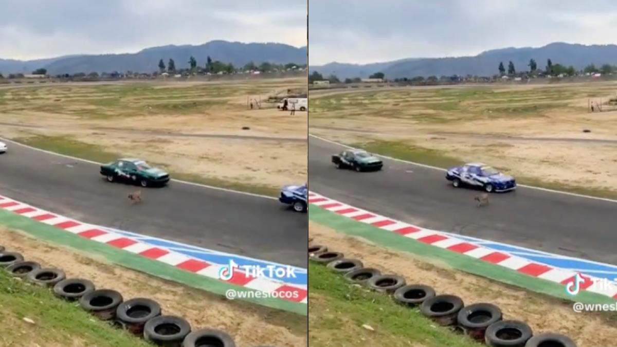 VIDEO: Perrito arriesga su vida al cruzar por una pista de carreras mientras se llevaba a cabo la competencia