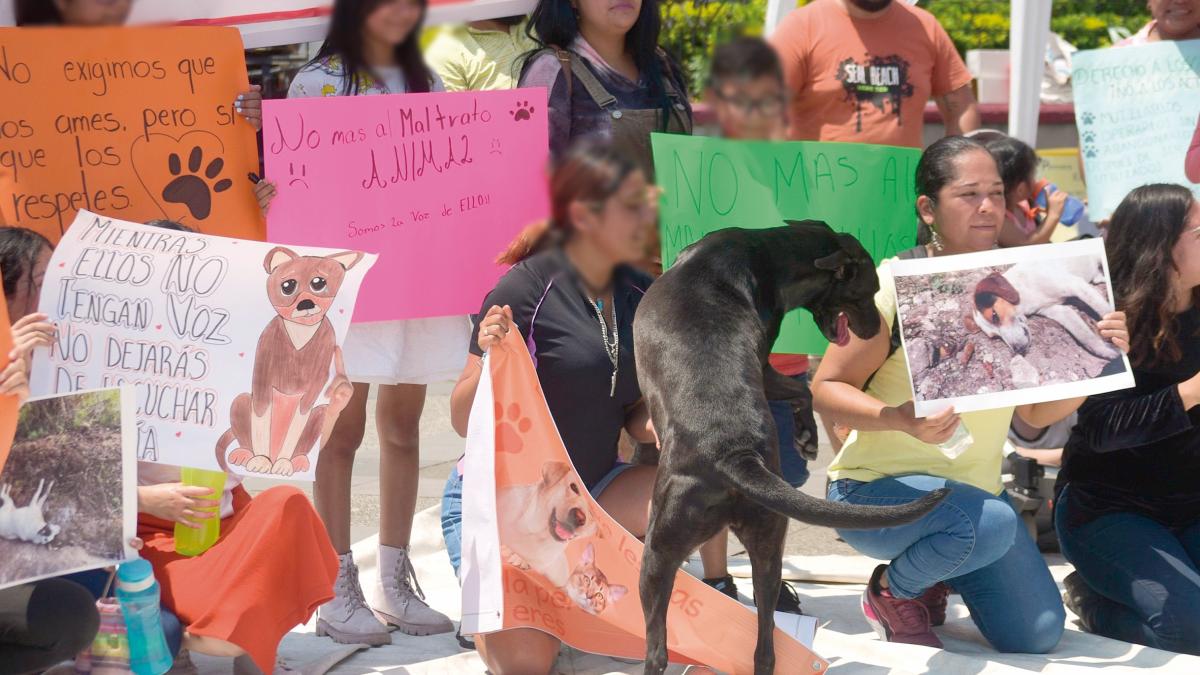 Violentan a mujeres… antes a sus mascotas