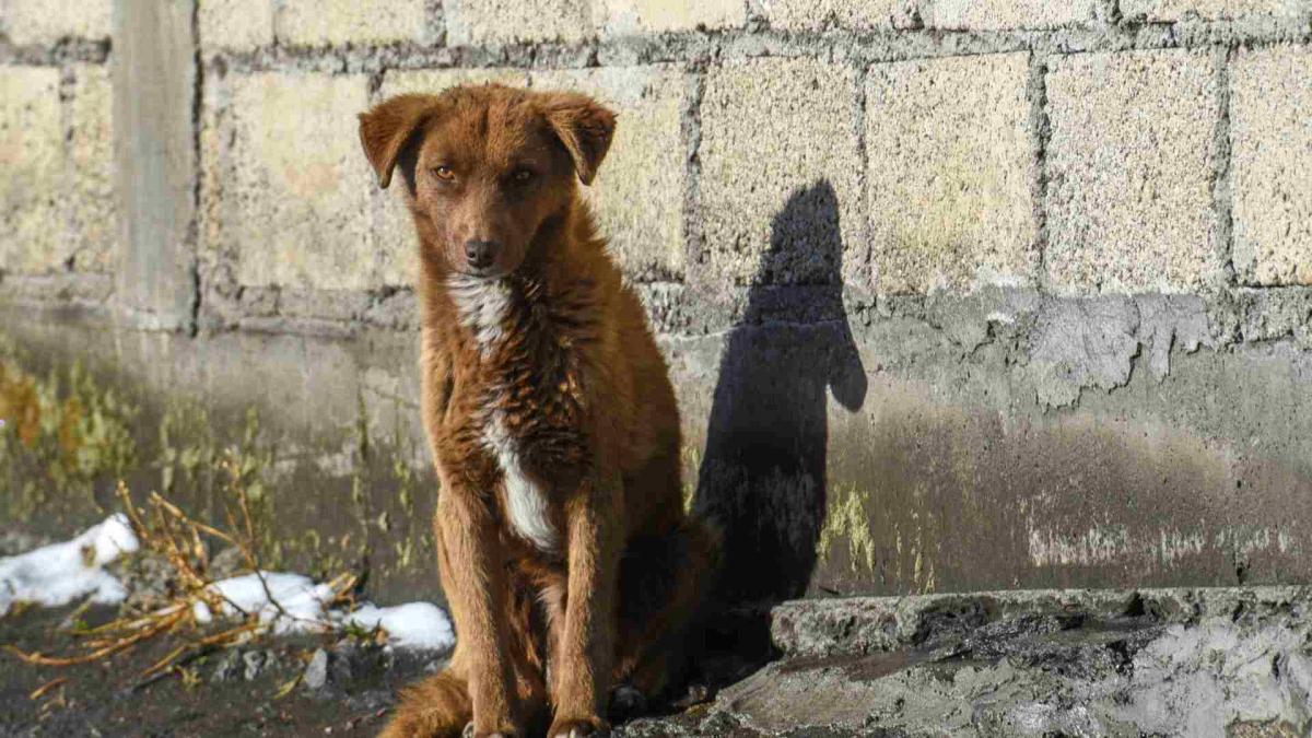 En México, siete de cada 10 perros sufre maltrato y abandono