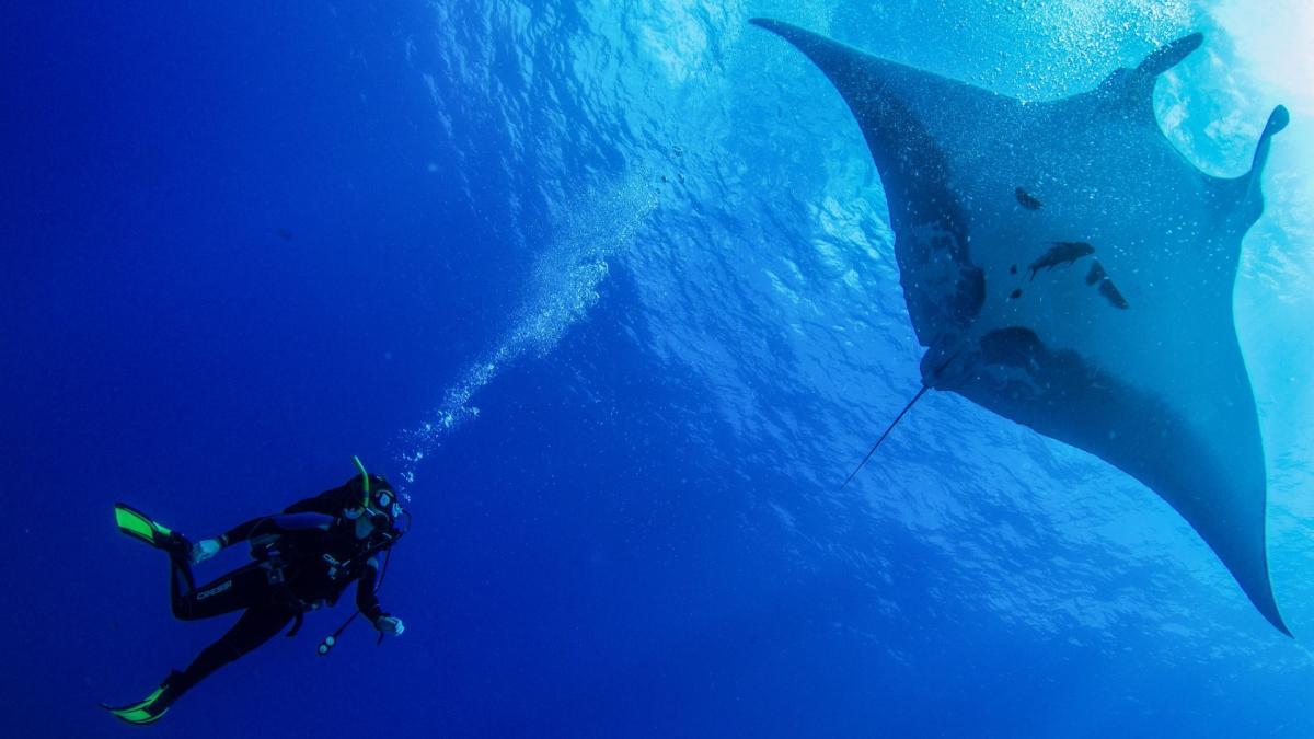 Día Mundial de los Océanos. ¿Qué puedo hacer para cuidarlos?