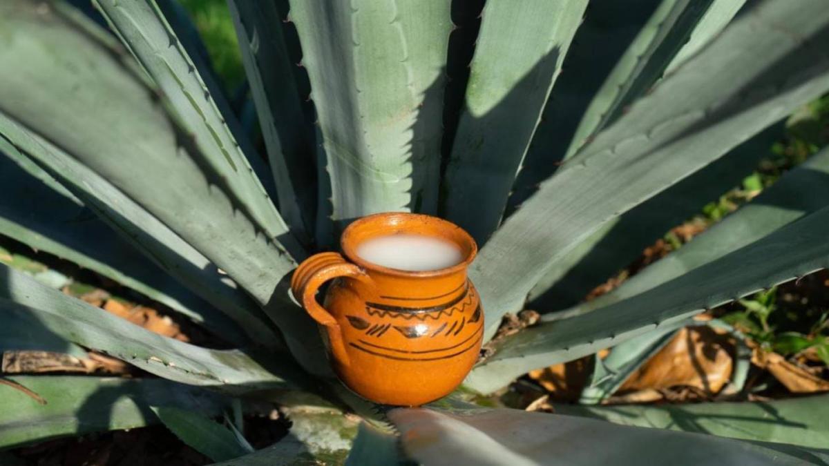 La Feria del Pulque y la Barbacoa llegó a la CDMX... ¿Cuándo y dónde será?