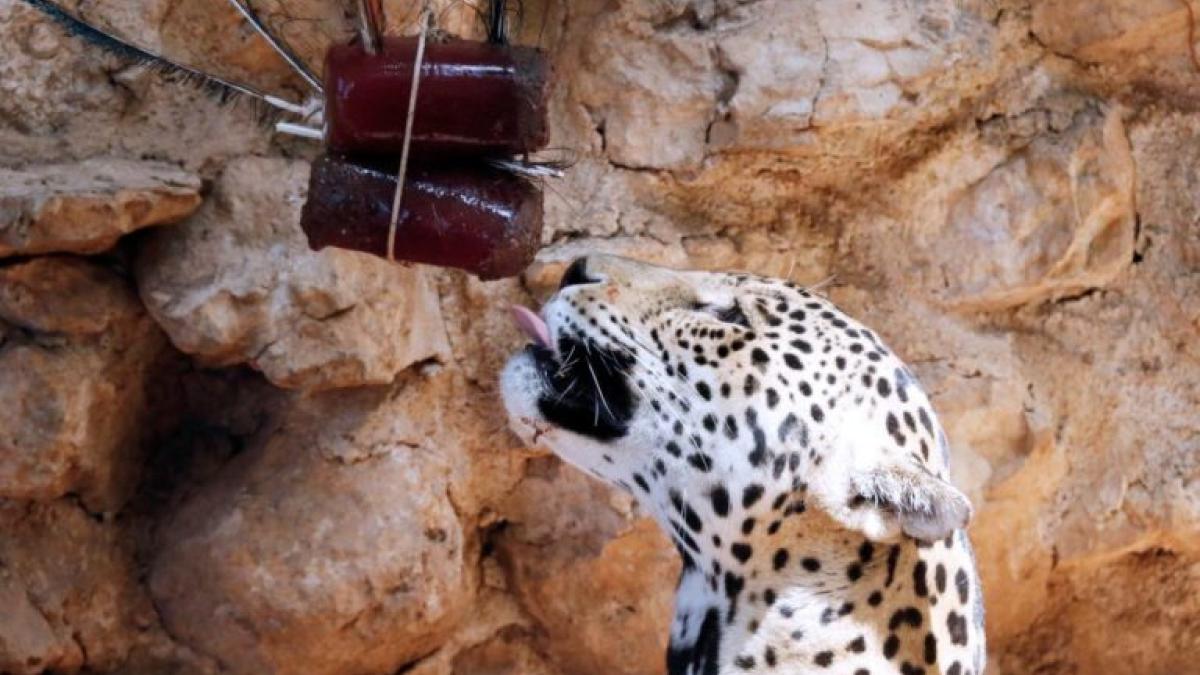 FOTOS. Dan paletas de hielo a animalitos de zoológicos para combatir el calor en CDMX