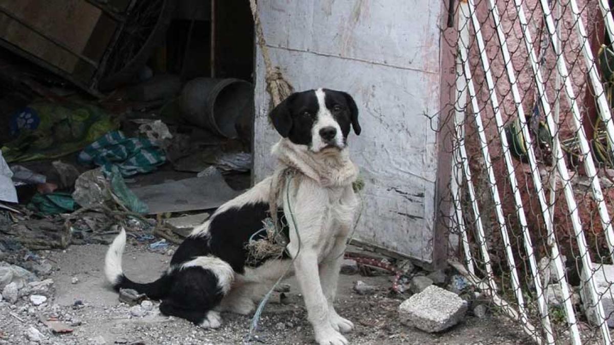 El 70% de las mascotas mexicanas sufren algún tipo de maltrato