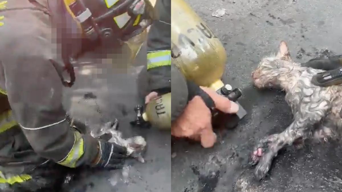 VIDEO. Bomberos rescatan dramáticamente a un gatito de un incendio