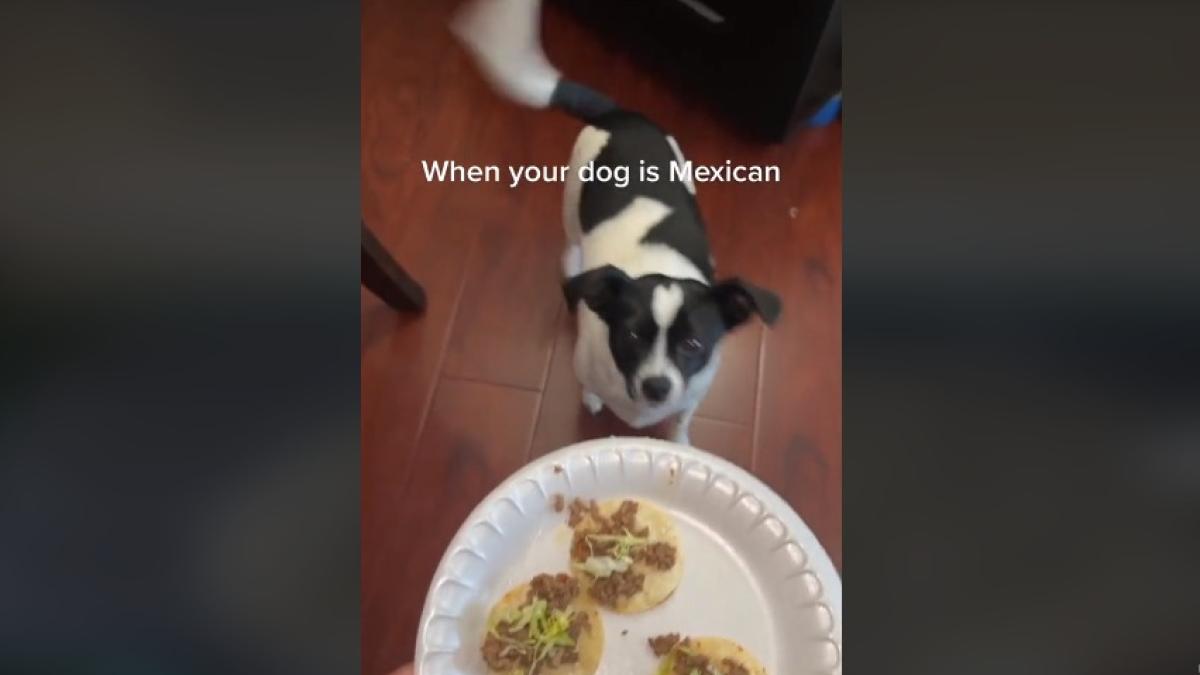 VIDEO. 'Cuando tu perrito es mexicano': mujer hace mini taquitos para su mascota