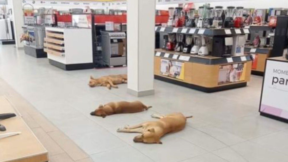 'Lomitos' y 'gatitos' se refugian en tienda de electrodomésticos ante onda de calor