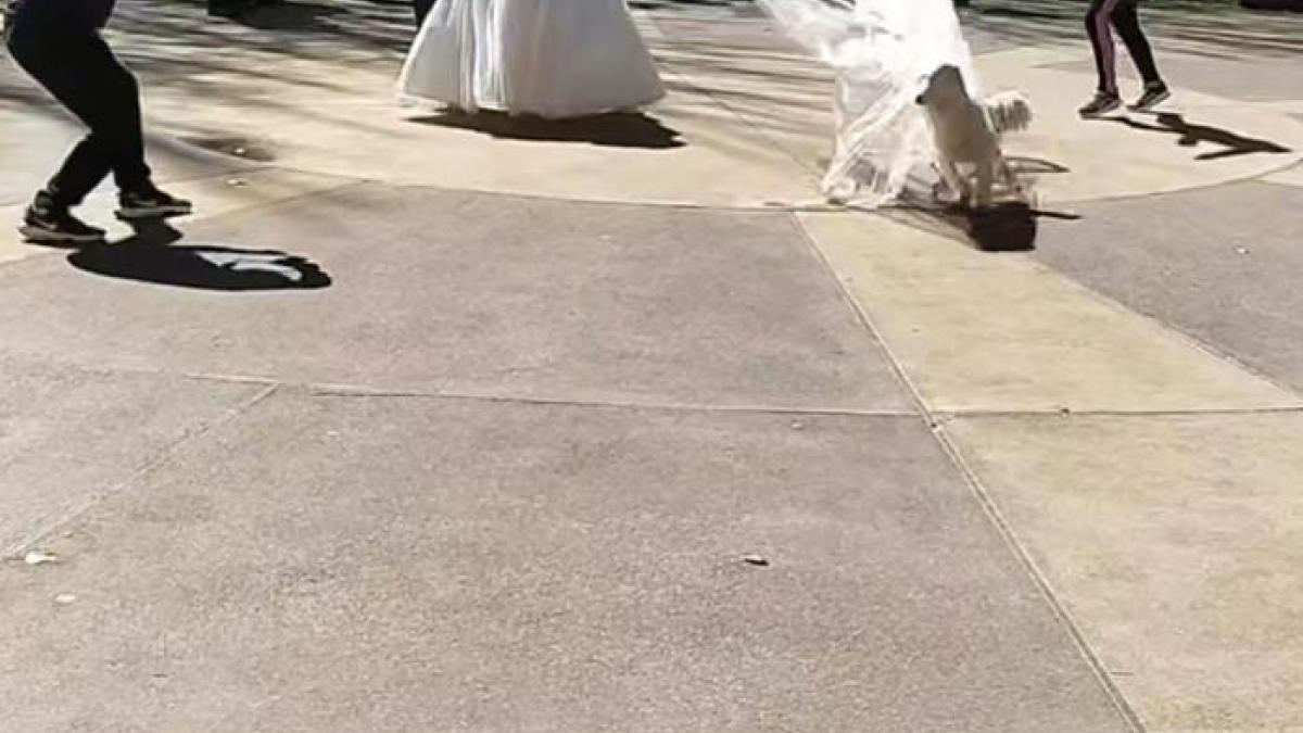 VIDEO. ¿Quería impedir la boda? Perrito se 'roba' el velo de una novia