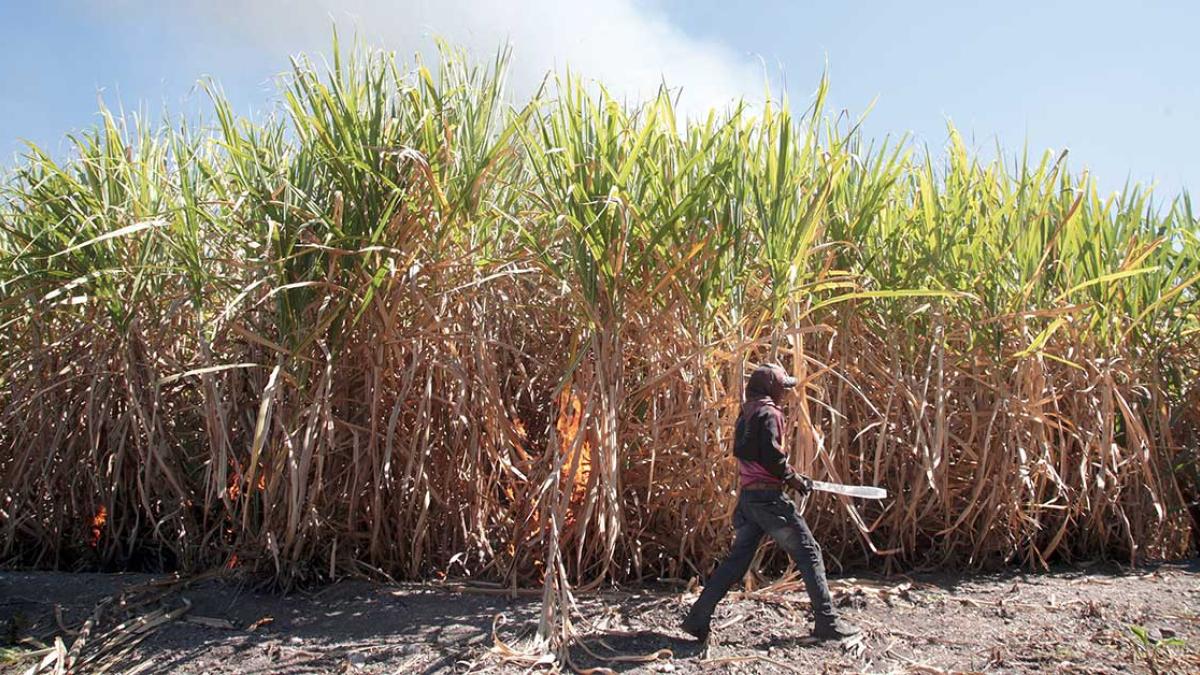 Cae producción de azúcar y golpea bolsillo en hogares