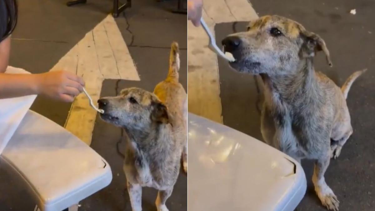 VIDEO. Perrito de la calle llora luego de que una joven le diera comida