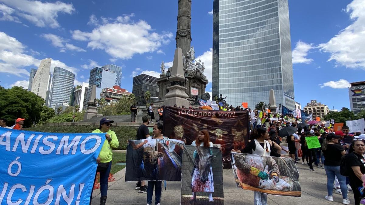 Marcha contra maltrato animal en CDMX y otras entidades; especialistas urgen fin a actos de crueldad