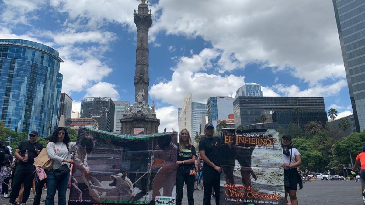 Marchan en defensa de los animales en Paseo de la Reforma; estas son las alternativas viales