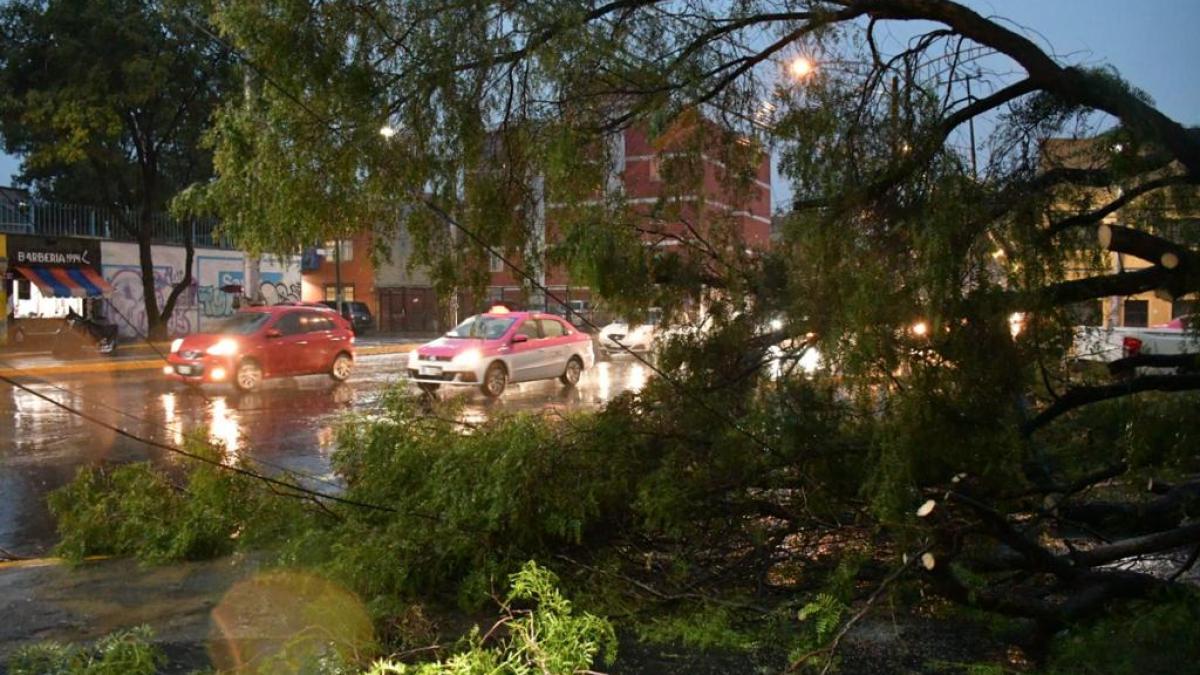 VIDEOS. Intensas lluvias provocan caída de árboles e inundaciones en CDMX