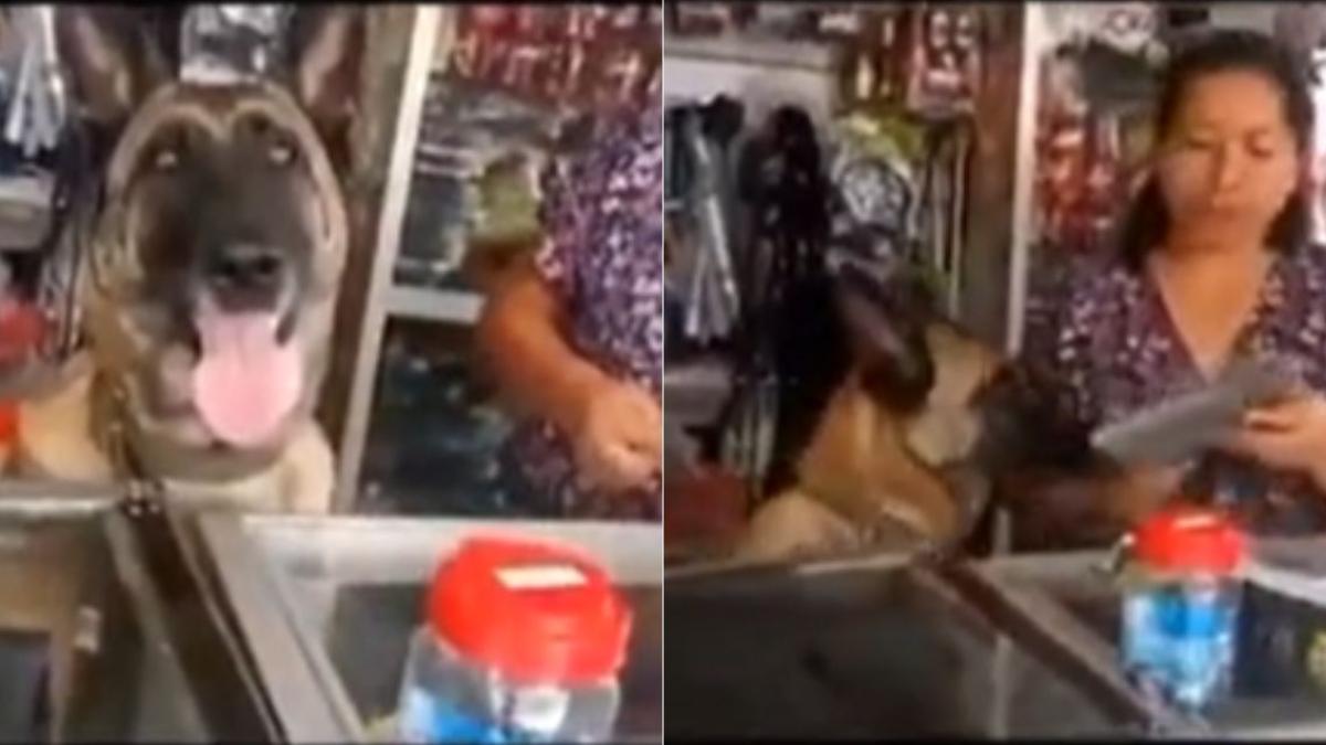 VIDEO. Perrito trabaja en ferretería, pasa los productos y causa sensación