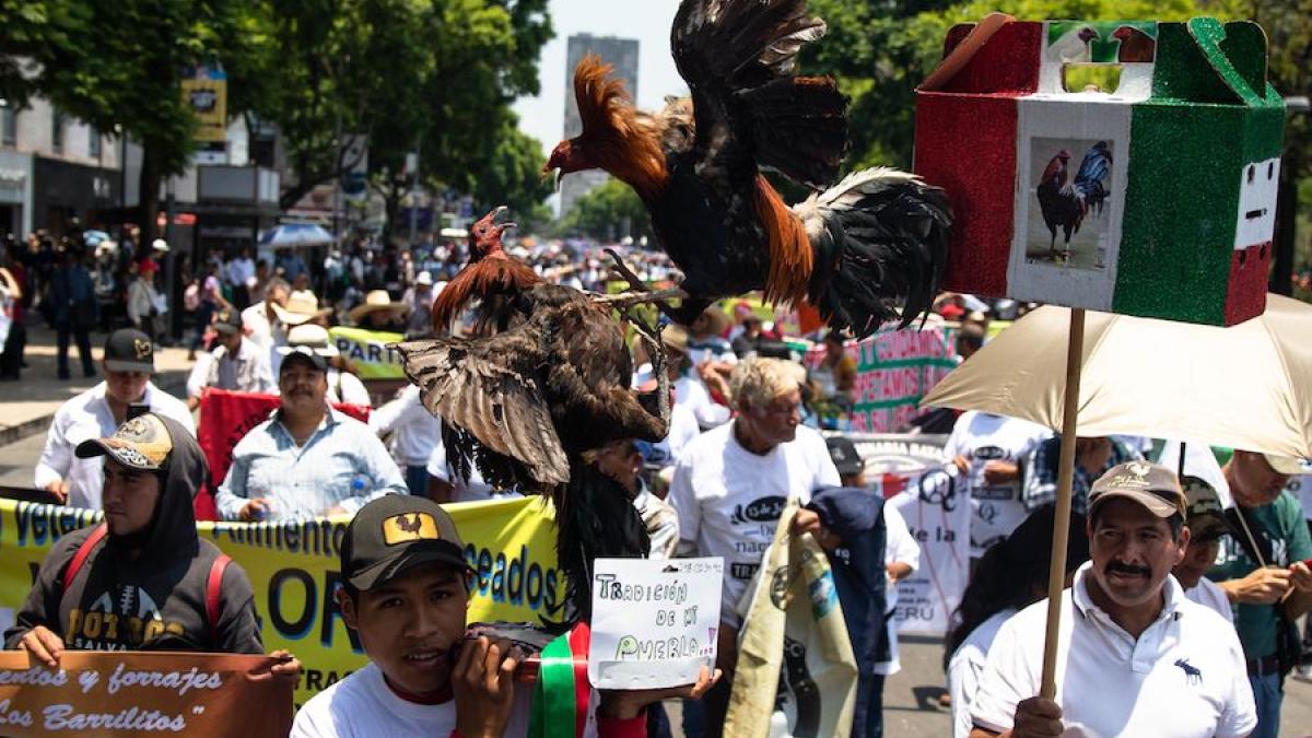 Galleros y taurinos crean caos en el AICM