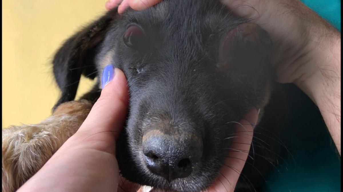 Estafa en la UNAM: la verdad sobre el caso de supuesto acoso contra Nancy y su perrito