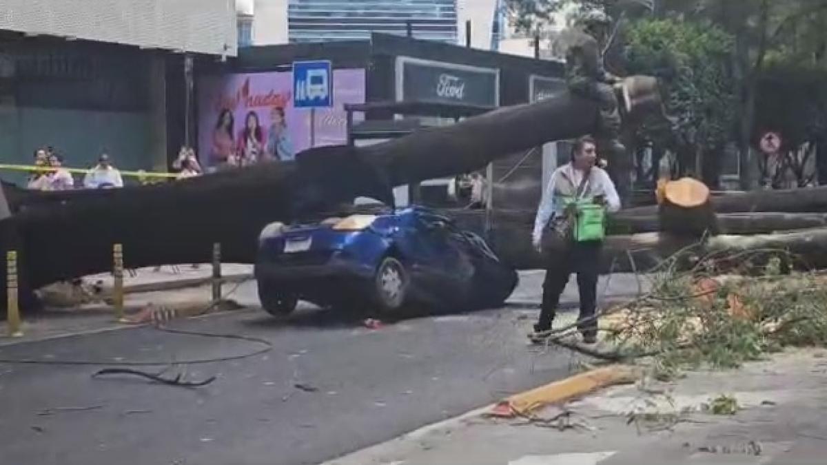 Metrobús suspende servicio en tramo de Línea 2 por caída de un árbol; ¡toma precauciones!