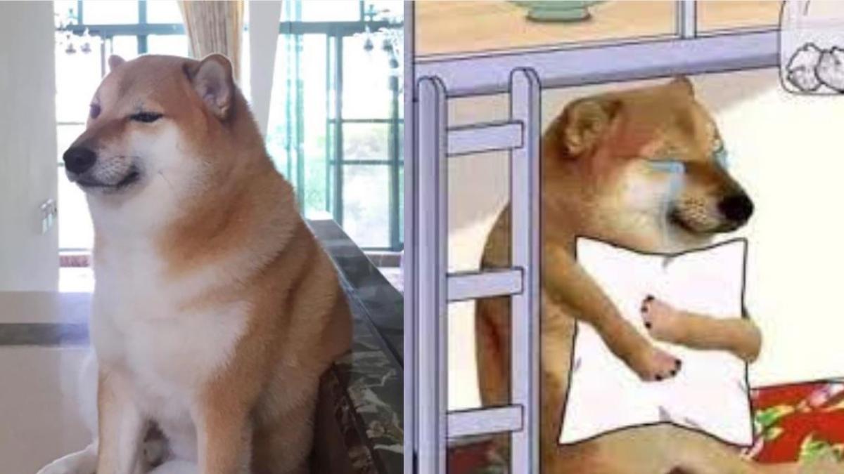 Cheems, el perrito viral de los memes, está enfermo y recibe devastador diagnóstico