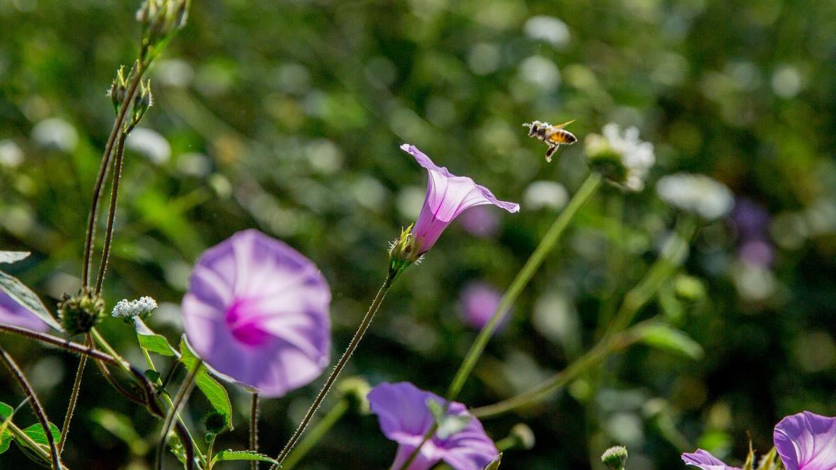 México asume presidencia de Promote Pollinators, en reconocimiento a políticas a favor de uso sostenible de polinizadores