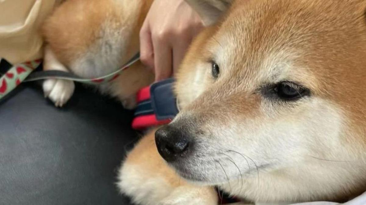 Empeora salud de Cheems, el perro de los memes; tiene cáncer