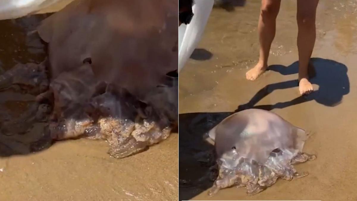 VIDEO | Hallan a medusa "alíen" en el océano; puede pesar 40 kilos; así se ve