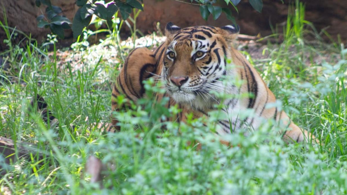 Rescatan a tigre de un santuario en malas condiciones y se recupera en Bosque de Chapultepec