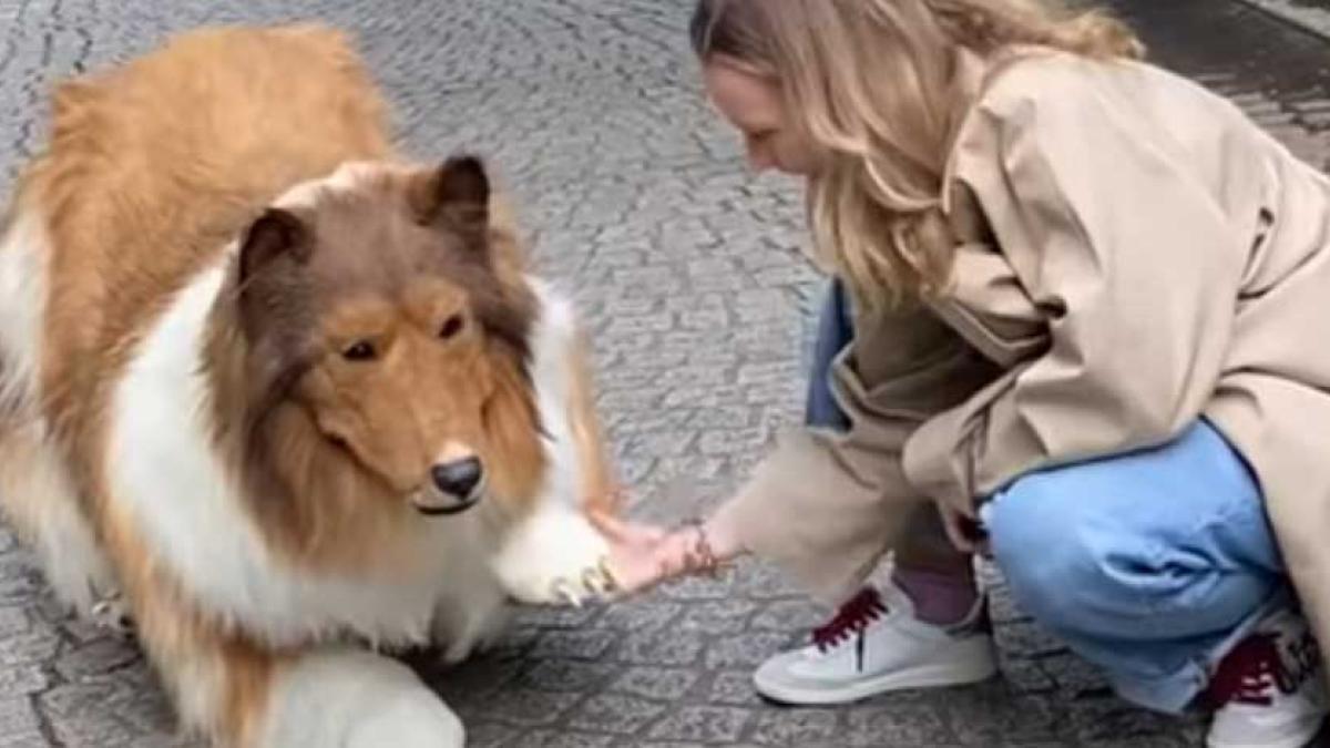 Hombre que gastó millones para verse como un perro collie sale a la calle por primera vez │ VIDEO