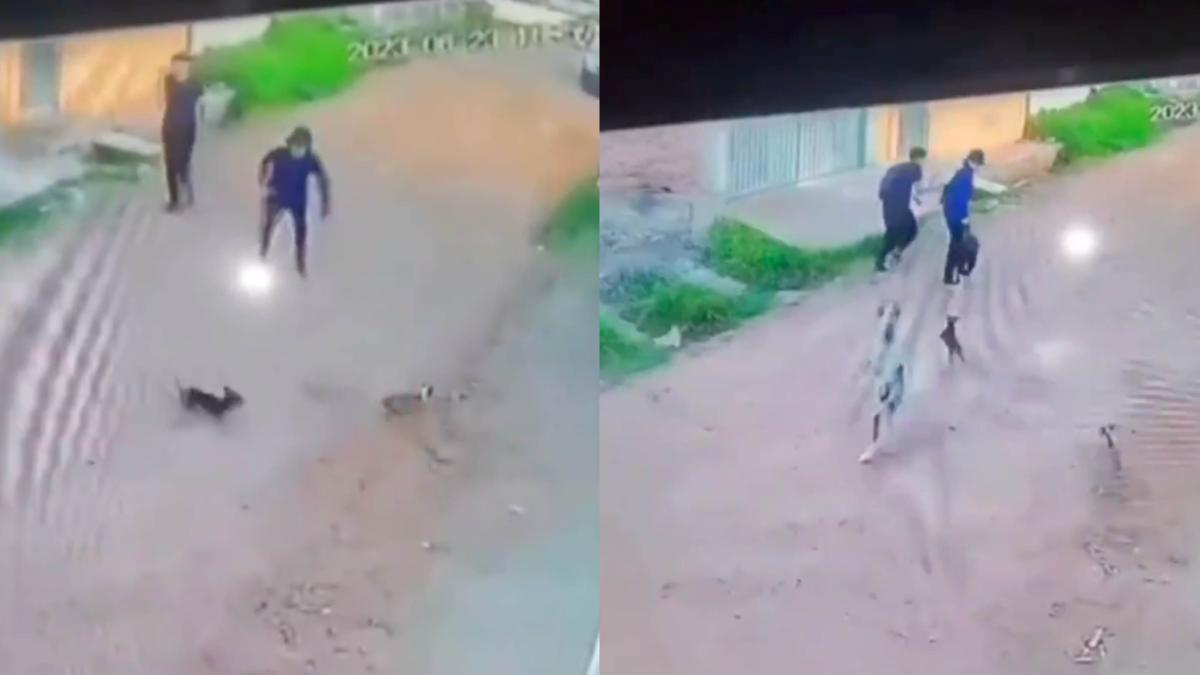 Jóvenes asustan a perritos y ellos llaman a su ‘hermano mayor' | VIDEO