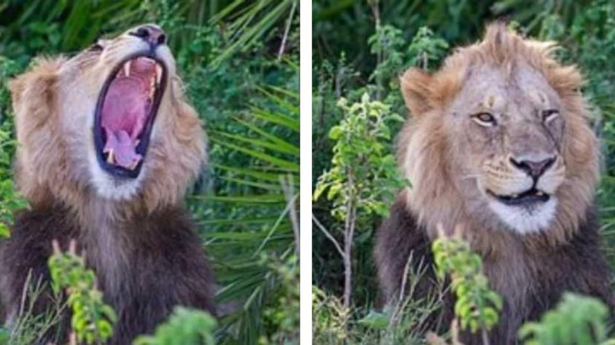 Enorme león aterroriza a un fotógrafo con potente rugido; después 'se ríe' de él