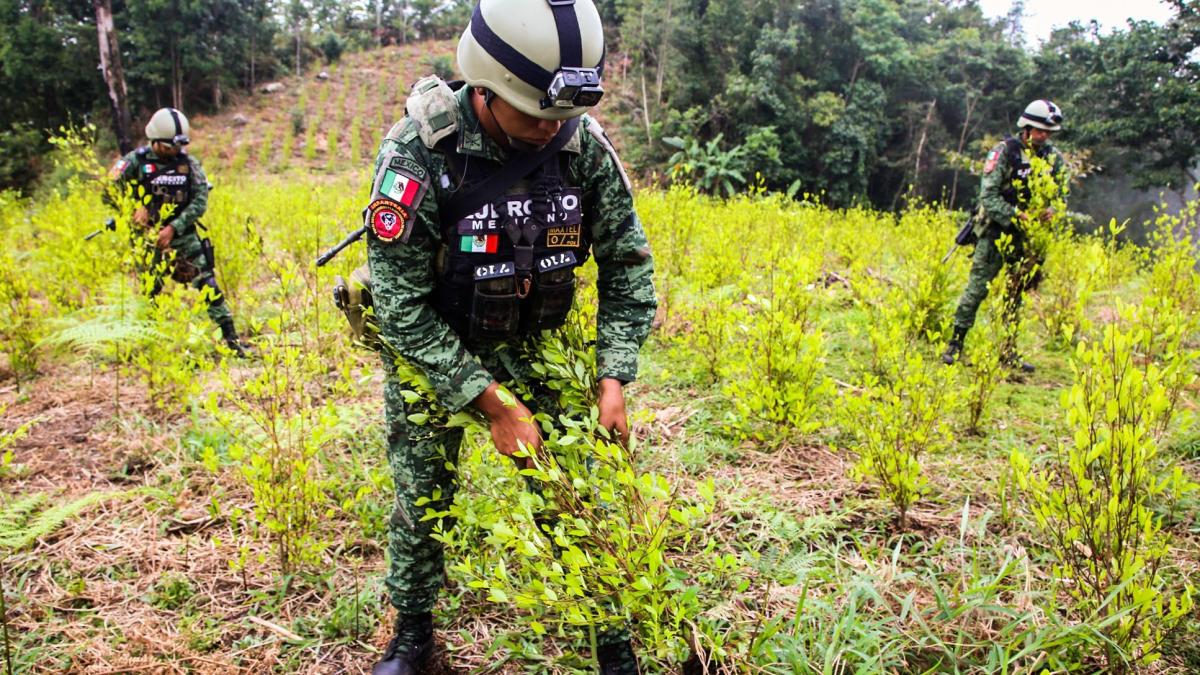 Destruyen 3 plantíos de hoja de coca en Atoyac