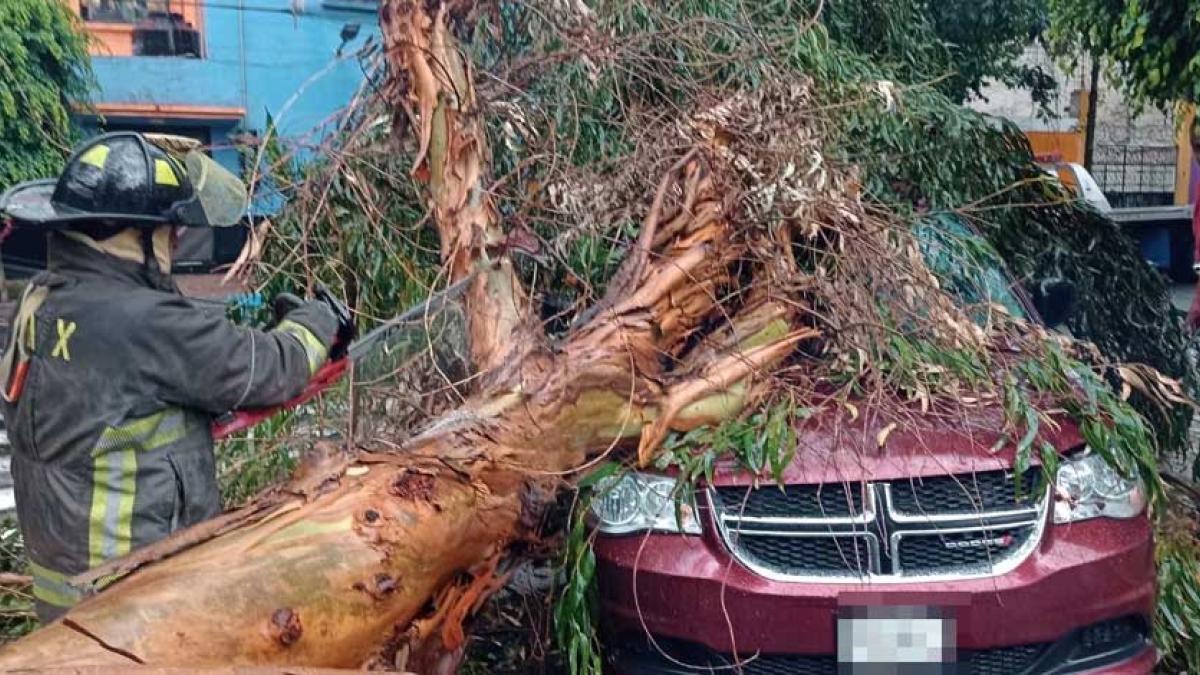 Caen árboles en tres alcaldías debido a la fuerte lluvia de este martes; un auto afectado │ FOTO