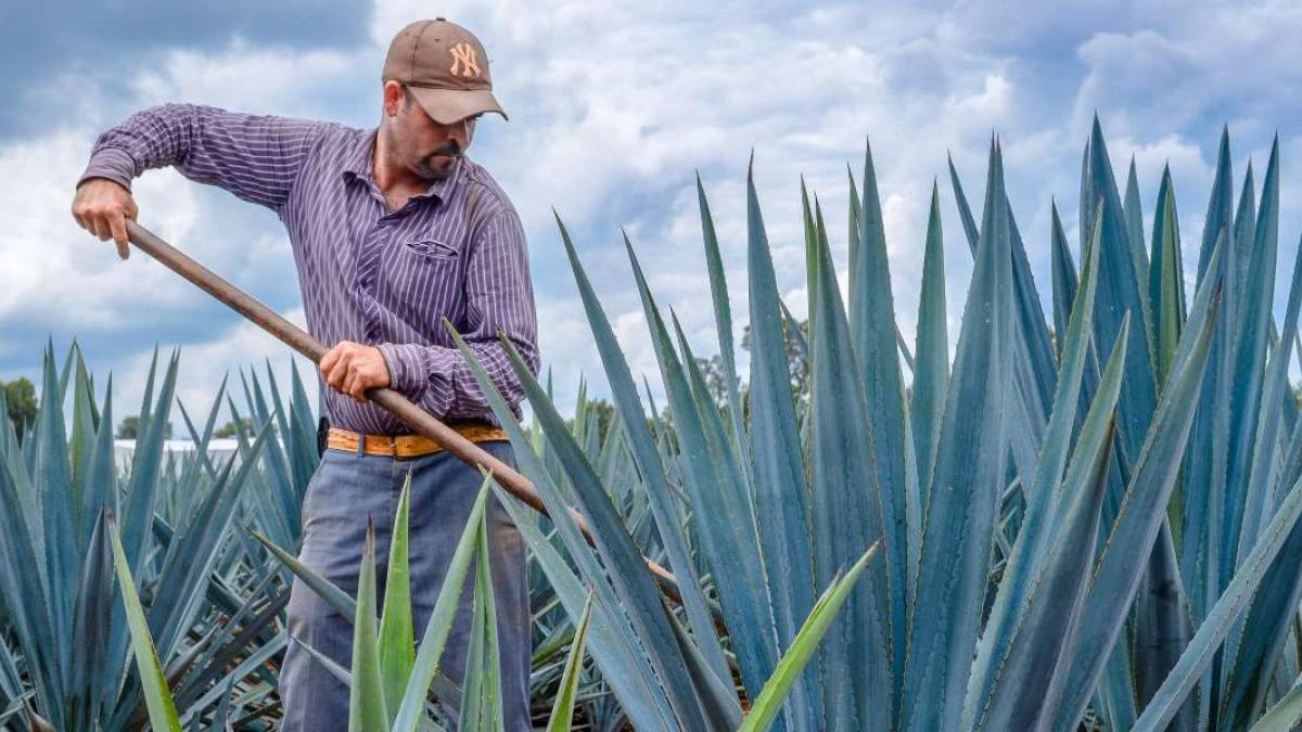 México participa en Reunión Ministerial de Seguridad Alimentaria del APEC