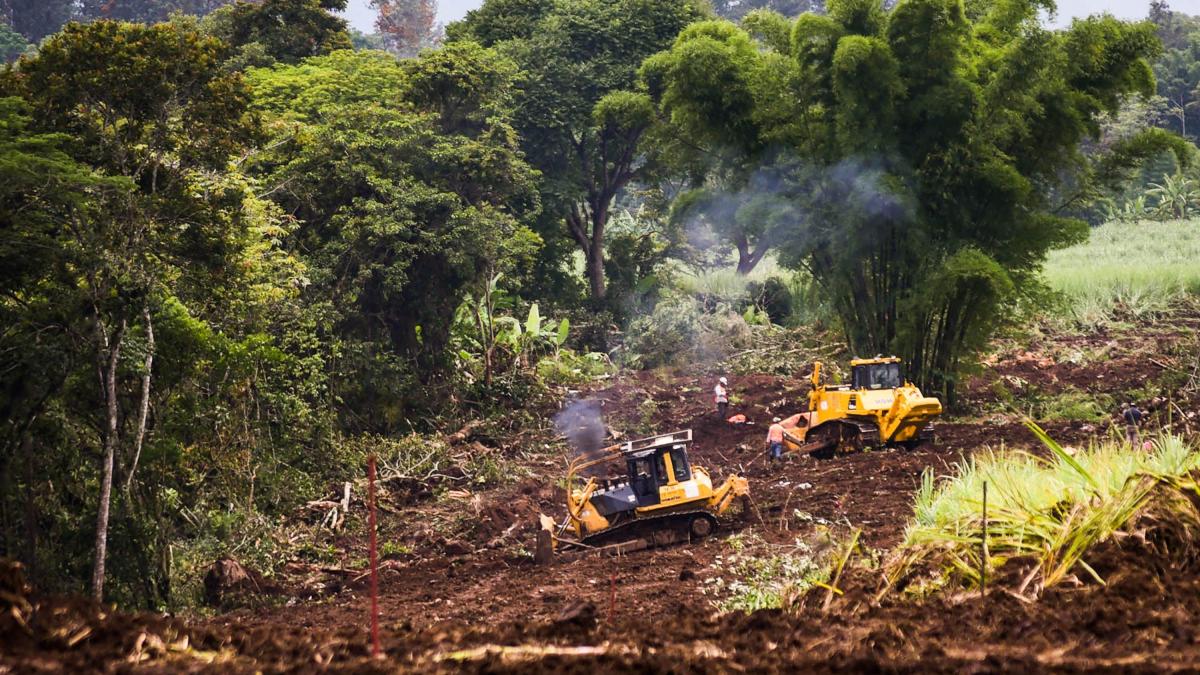 Tala ilegal devora al año equivalente a 24 veces Chapultepec y cae gasto preventivo