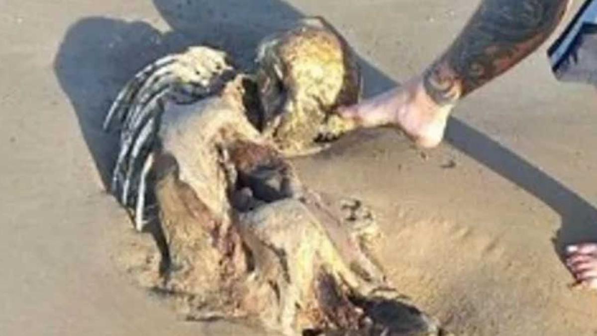 Primero OVNIS y ahora 'sirenas': Mira lo que encontró una mujer al caminar por la playa │ FOTOS